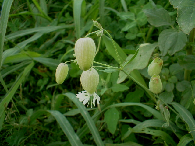 Silene vulgaris / Silene rigonfia